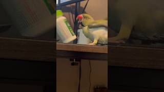 Allergy season be like…🤧 funnyanimals cuteanimals talkingparrot talkingbird allergy allergies [upl. by Ecienal]