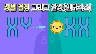 성별은 어떻게 결정되는 걸까그리고 간성 [upl. by Winou]