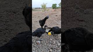 Dog 🐕 Me Kadaknath Murgi Ko Mar Diya 🥺😭chicken kadaknath [upl. by Danie]