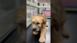 Soft Coated Wheaten Terrier 4260 Female Aventura [upl. by Hastings]