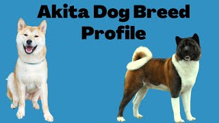 Akita Dog Breed Profile [upl. by Kucik]