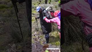 Hiking the third highest mountain in Africa Mountain Rwenzorihiking and climbing the Rwenzoris [upl. by Aplihs]