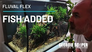 FISH ADDED TO FLUVAL FLEX 57 15G LITTLE BEAUTIES 2020 [upl. by Attenyl681]