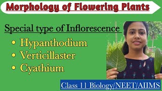 Special Type of InflorescenceHypanthidium Verticillaster CyathiumMorphology of Flowering Plants [upl. by Odlanyar427]