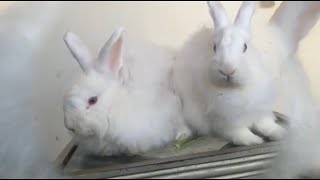 Angora Rabbit  Angora Khargosh  animal video [upl. by Alaikim]