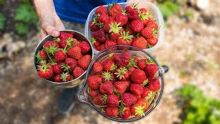 How to Grow and Harvest The Best Strawberries  Gardening Tips and Tricks [upl. by Hoag]