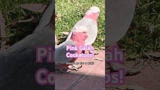 Pink Galah Cockatoo funny Walk n Sounds birds parrot tricks funny cute [upl. by Daveda274]