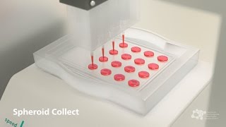 Organs Bioprinting – 2nd Spheroid Collect [upl. by Aniraz]