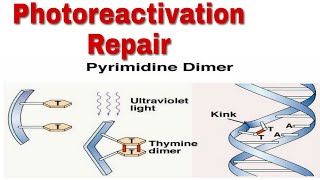 Photoreactivation repair  uv induce repair  repair by photolyase  direct dna repair [upl. by Lemcke]