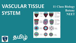 Vascular Tissue System in Tamil  Tissue and Tissue System  Botany I Class 11  TNSCERT  NEET [upl. by Oigolue921]