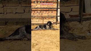 German shorthaired pointer kennel pointerdog huntingdog viralshort [upl. by Ellimaj38]