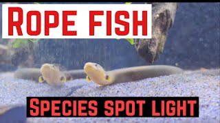 Rope Fish Species Spot light Reason why you should get a Rope Fish [upl. by Denae]