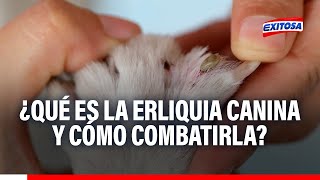 🔴🔵Patitas Felices ¿Qué es la erliquia canina y cómo combatirla [upl. by Petie]