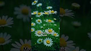 mudassar duet quranepakkitilawat quranrecitation quran love quranpaktilawat flowers quran [upl. by Adela]