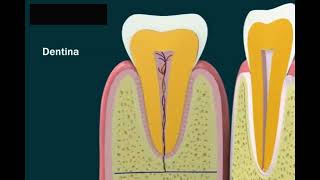 Anatomia del dente [upl. by Morice]