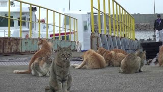 Clowder of Cats on Cat Island in Japan  ViralHog [upl. by Ahsinauq758]