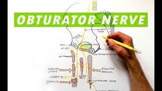 Obturator Nerve  Anatomy Tutorial [upl. by Yattirb]