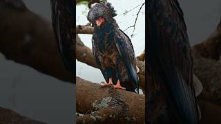 Bateleur Eagle  Uganda nature raptor birdsofprey travel africa wildlife eagles natgeo prey [upl. by Peckham]