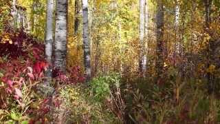 Relaxing HD Rustling Autumn Leaves 1 Hour White Noise [upl. by Ahsimed729]