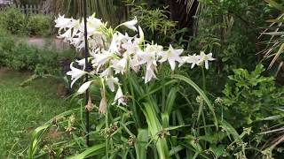 Crinum Lily in Small Yard [upl. by Hnil]