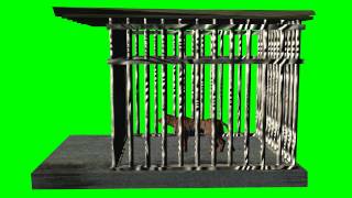 animated tiger in the cage  quotfree Chroma Key Effectsquot [upl. by Lenna828]