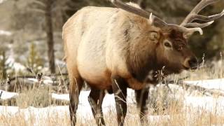 Life of Elk The yearround life cycle of elk [upl. by Eiralih892]