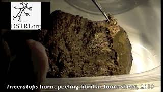 How to view Triceratops fibrillar bone peeled from horn [upl. by Powell]