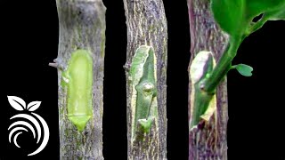 Grafting Citrus Trees  Bud Grafting Successfully [upl. by Eecal]