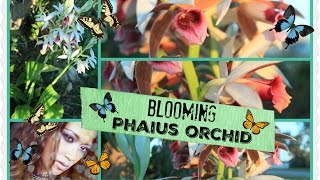 BLOOMING PHAIUS TANKERVILLEAE ORCHID [upl. by Quar201]