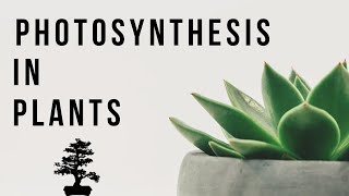 What is Photosynthesis  Photosynthesis In Plants  Science  Biology  Letstute [upl. by Mil]