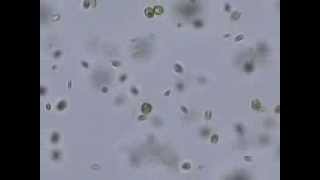 Swimming of chlamydomonas [upl. by Arved]