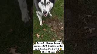 Rescue husky removes GPS tracking collar and digs hold to bury it 😅 how husky huskies huskydog [upl. by Bruce967]