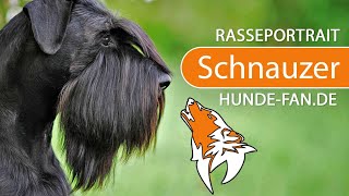 ► Schnauzer 2019 Rasse Aussehen amp Charakter [upl. by Einaffit]