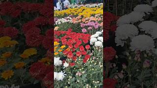 Flower exhibition AND Mela at Bhanubhawan mini vlog minivlogflowergarden flower [upl. by Campbell]