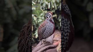 Montezuma quailBirdbirdslover youtubeshorts viralshort 100ksubscribers birds [upl. by Nnairda]