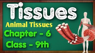 Tissues  Animal Tissues  Class 9th Science Chapter 6  Ncert [upl. by Vashtee]