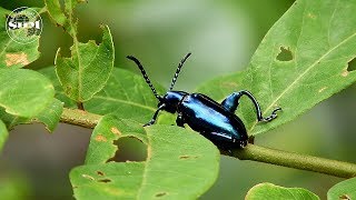 ด้วงเต่าขาโต Froglegged leaf beetle [upl. by Gildus]