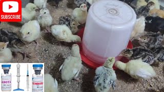 How To Give Lasota Gumboro Vaccine To Turkeys Prevent Disease in Turkey Farming [upl. by Eelimaj]