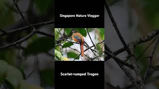 🐦 Female Scarletrumped Trogon at Panti Bird Sanctuary in Malaysia [upl. by Faruq]