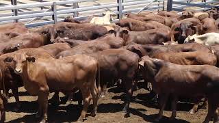 94 FAREWELL SANTA WEANER STEERS HGP FREE  AV 2572KG CURFEWED [upl. by Bilow]