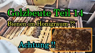 Imkern mit der Golzbeute Teil 14 Bienen im Honigraum [upl. by Zoellick]