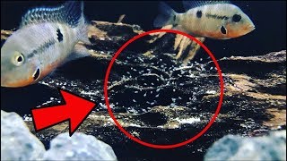 Firemouth Cichlid Breeding [upl. by Mcgannon]