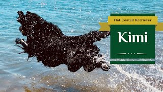 Flat Coated Retriever Water Training  Kimi [upl. by Foster867]