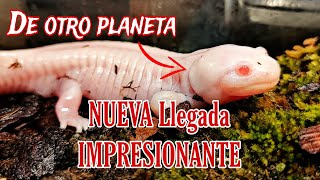 IMPRESIONANTE UNBOXING Nueva llegada de animales de HAMM Reptiles y anfibios ESPECTACULARES [upl. by Anaizit]