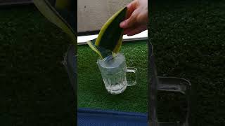 Snake Plant Propagation In Water [upl. by Herrmann]