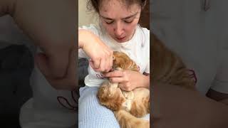 It’s time to cut my cat nails🐾 catnails catsofyoutube munchkincat minuet マンチカン catvideo [upl. by Oettam]