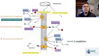 Comprendre la béta oxydation [upl. by Idac]