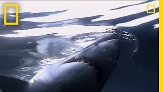 Great White Sharks  National Geographic [upl. by Plunkett538]