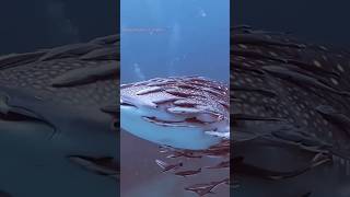 Remora Fish ☠️⚠️ fish shark facts amazingfacts viral trending shorts fact [upl. by Gilli]