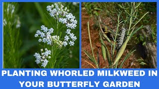 Planting Whorled Milkweed into your Butterfly Garden [upl. by Akamaozu]